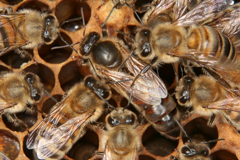 Bienenknigin mit Hofstaat